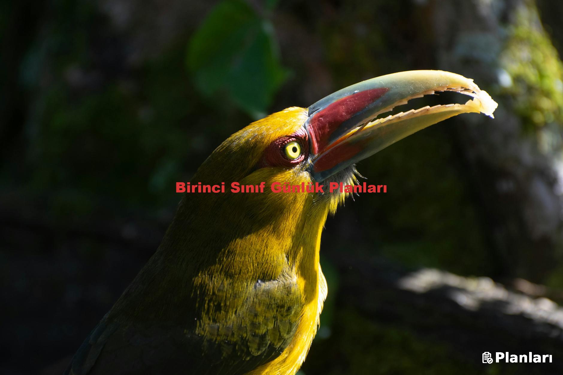 Birinci Sınıf Günlük Planları