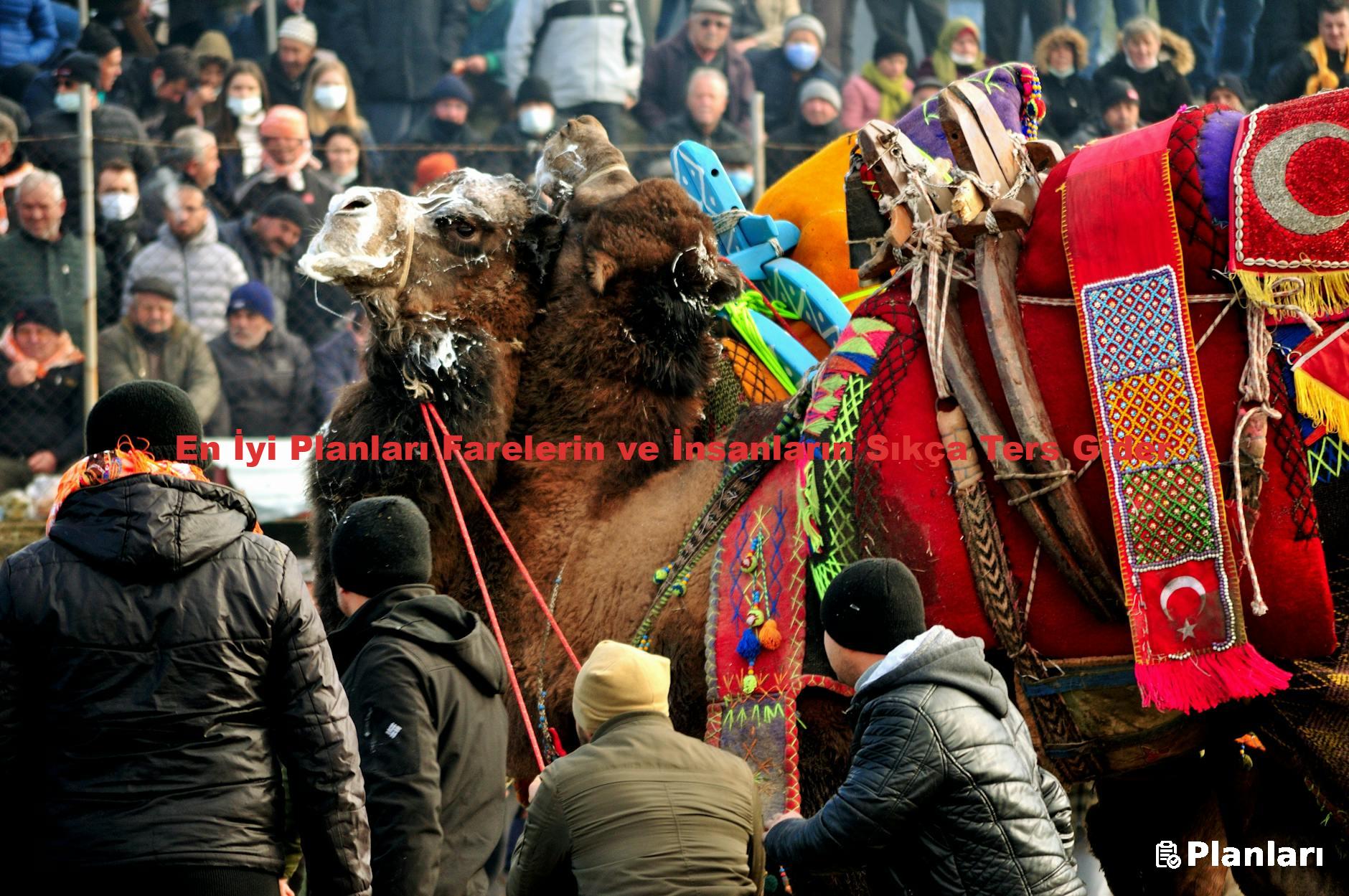 En İyi Planları Farelerin ve İnsanların Sıkça Ters Gider