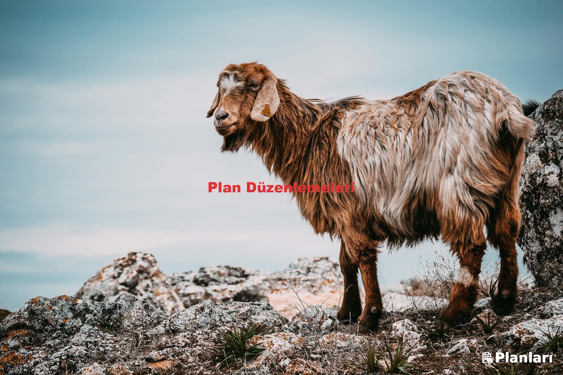 Plan Düzenlemeleri