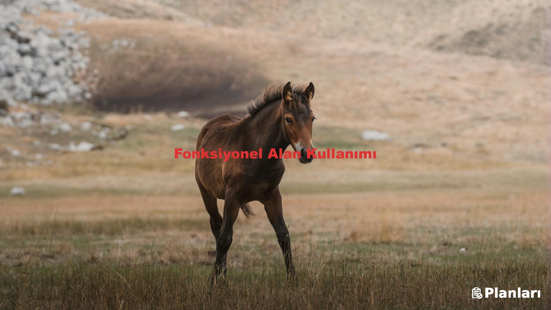 Fonksiyonel Alan Kullanımı