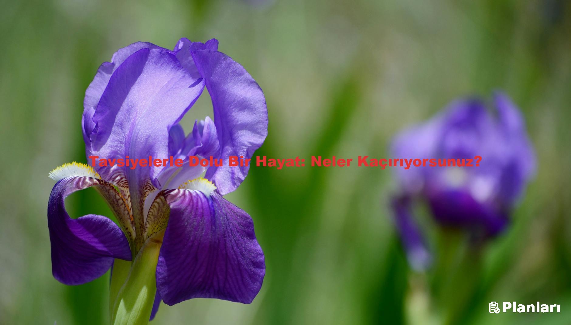Tavsiyelerle Dolu Bir Hayat: Neler Kaçırıyorsunuz?