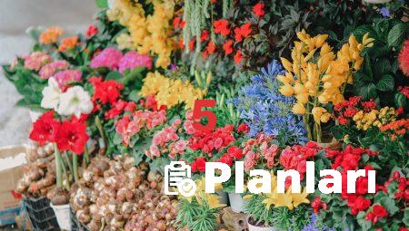 Aksaray’da Çiçek Gönderimi İçin En İyi İpuçları